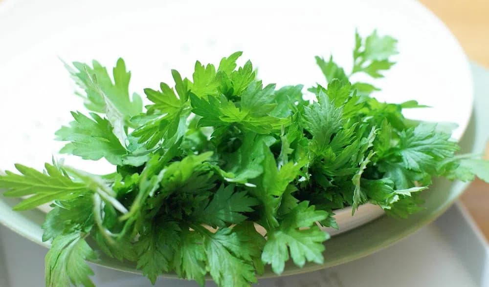 Picture for Tác Dụng Của Ngải Cứu Với Chu Kỳ Kinh Nguyệt Của Phụ Nữ | Dược Bình Đông